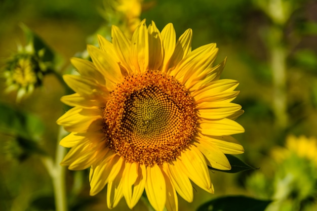 Hermoso girasol en el jardín el día de verano