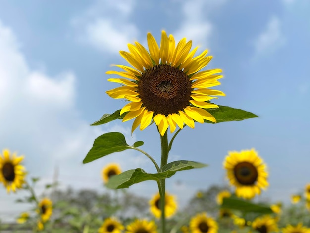 Hermoso girasol en jardín en verano