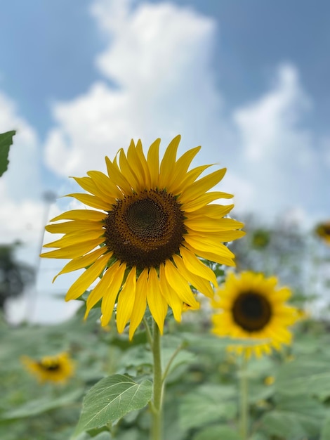 Hermoso girasol en jardín en verano