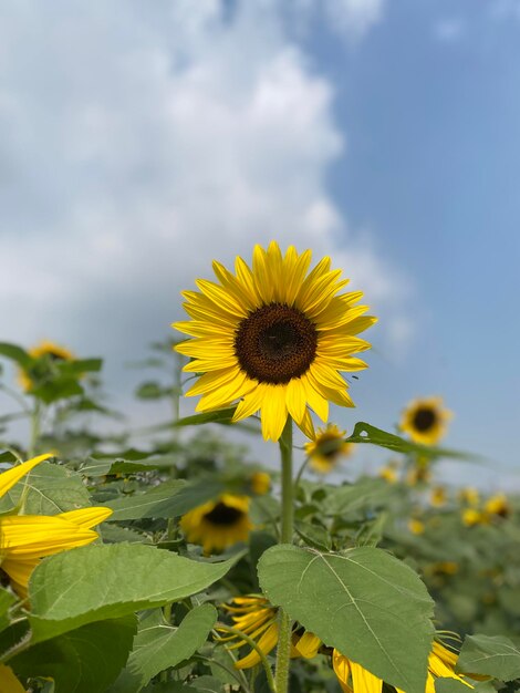 Hermoso girasol en jardín en verano