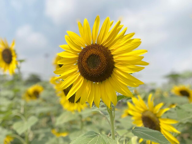 Hermoso girasol en jardín en verano