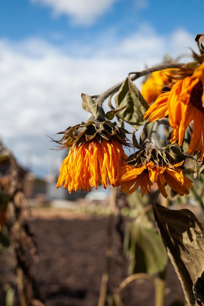 Un hermoso girasol maduro lento y seco con largos pétalos amarillos