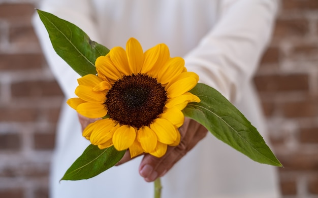 Hermoso girasol en la mano de una mujer mayor - Fondo de pared de ladrillo