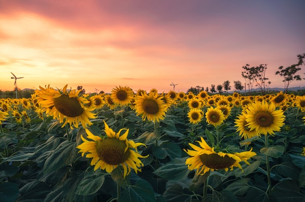 Hermoso girasol que florece en el campo de la agricultura con el cielo colorido al atardecer