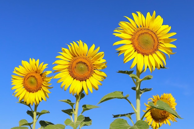 Hermoso girasol que florece en los campos.