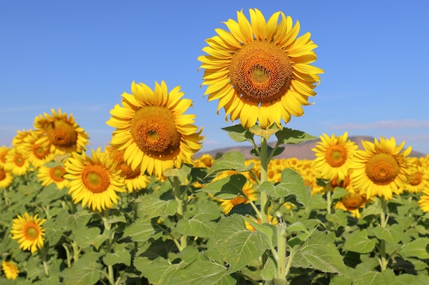 Hermoso girasol que florece en los campos.