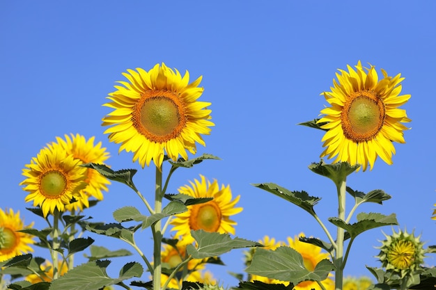 Hermoso girasol que florece en los campos.