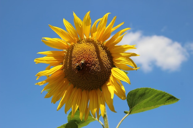 Hermoso girasol sobre un fondo de cielo azul