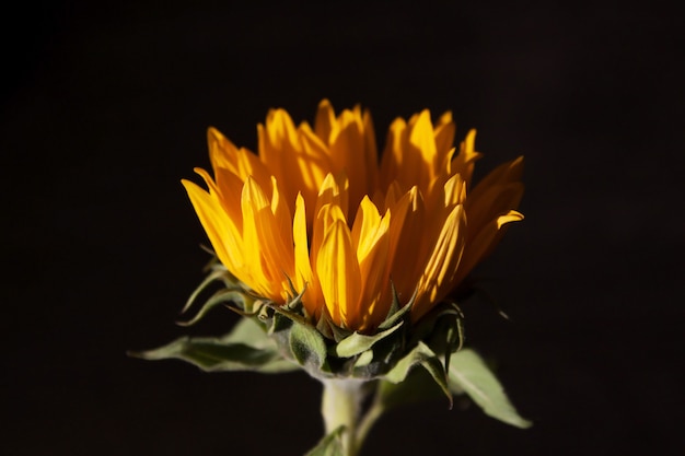 Hermoso girasol sobre un fondo negro