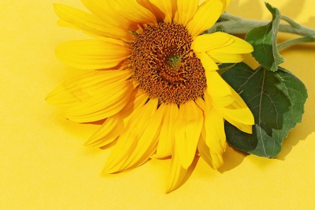 Hermoso girasol sobre papel amarillo