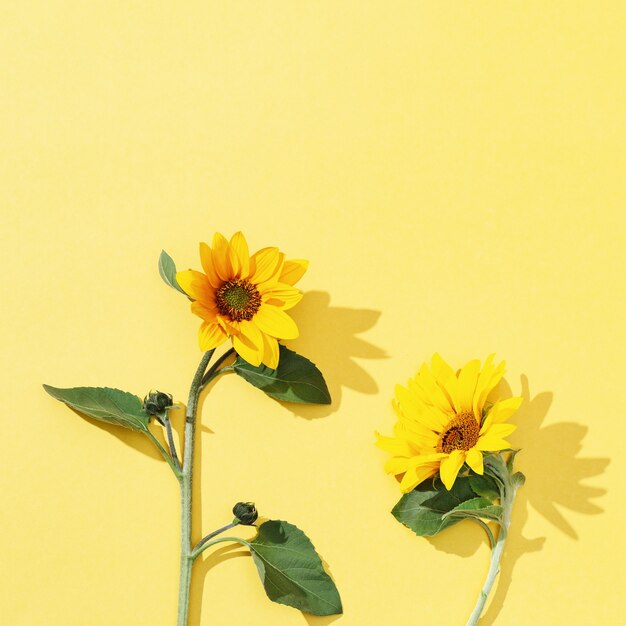 Hermoso girasol sobre papel amarillo