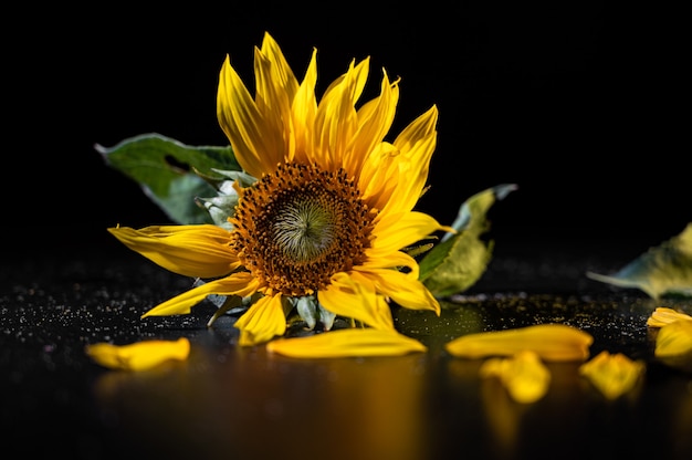 Hermoso girasol sobre una superficie negra.