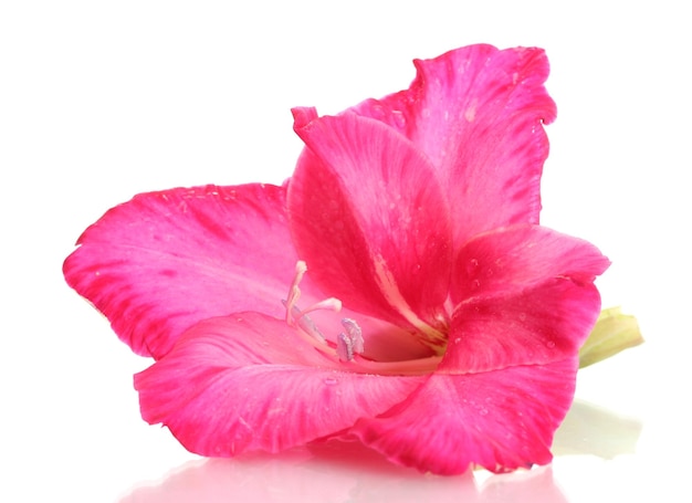 Hermoso gladiolo rosa aislado en blanco