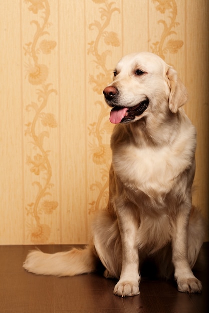 Hermoso golden retriever