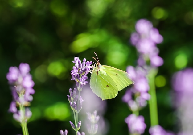 Hermoso gopteryx rhamni amarillo o mariposa de azufre común sobre una flor de lavanda púrpura