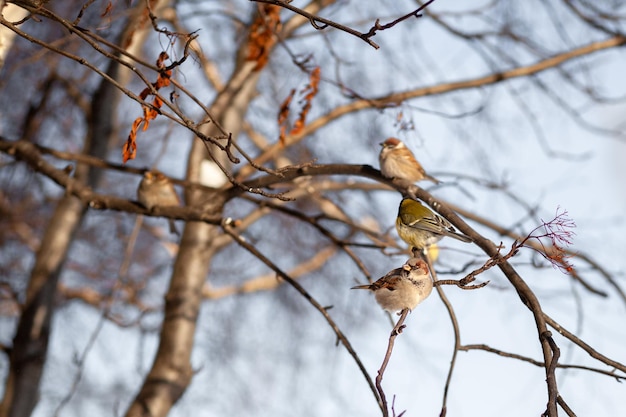 Un hermoso gorrión en una rama en invierno y vuela por comida. Otros pájaros también están sentados.