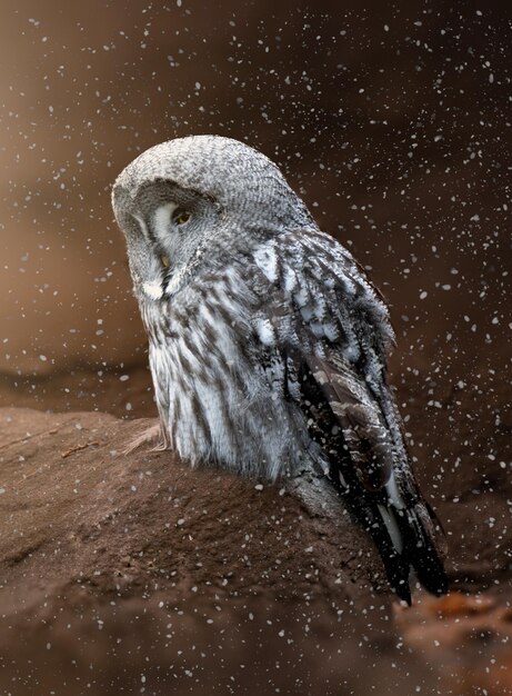 Hermoso gran búho gris cerrando los ojos bajo la lluvia