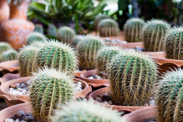 Hermoso gran cactus verde en el jardín