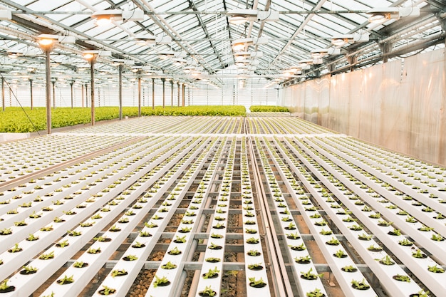 Hermoso gran invernadero brillante. Una gran cantidad de plántulas de lechuga. Celebra el día de la tierra. Cuidado ecológico de las plantas.