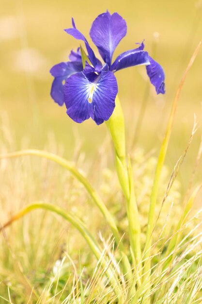 Foto hermoso y grande iris lila en una pradera de los pirineos ii