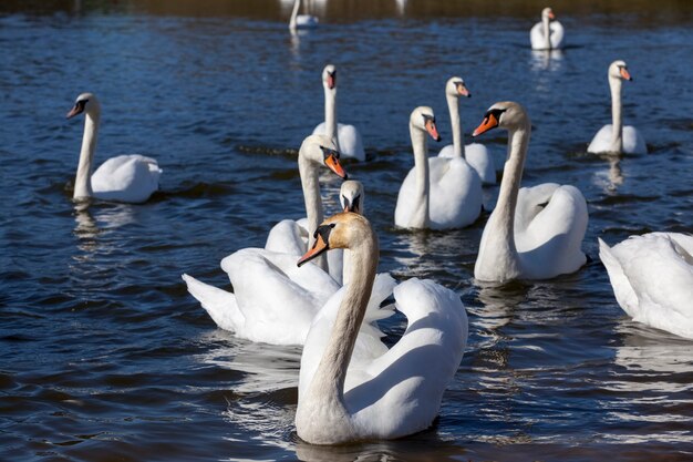 Hermoso grupo de aves acuáticas pájaro cisne en el lago en primavera