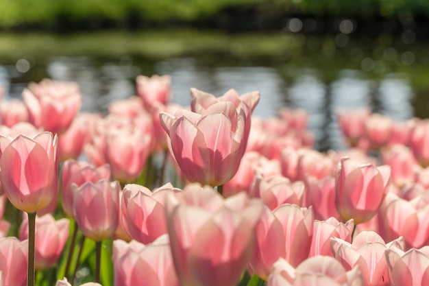 Hermoso grupo de tulipanes rosados