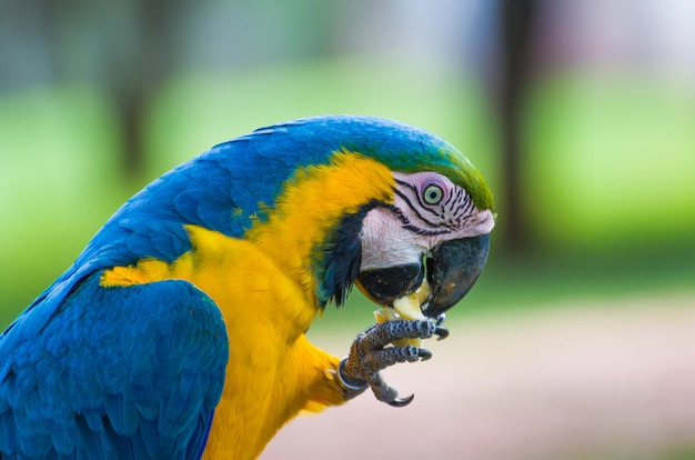 Hermoso guacamayo de Caninde en el humedal brasileño