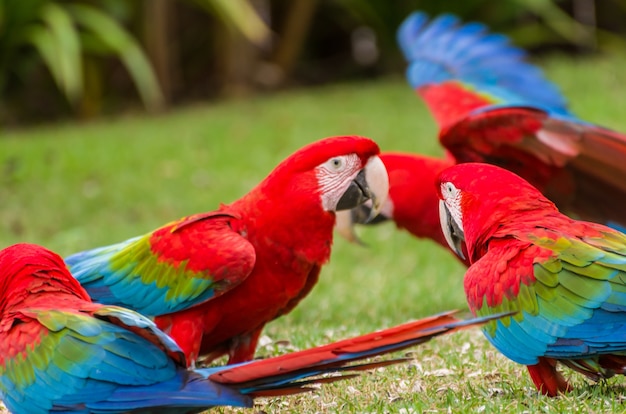 Hermoso guacamayo rojo en el humedal brasileño