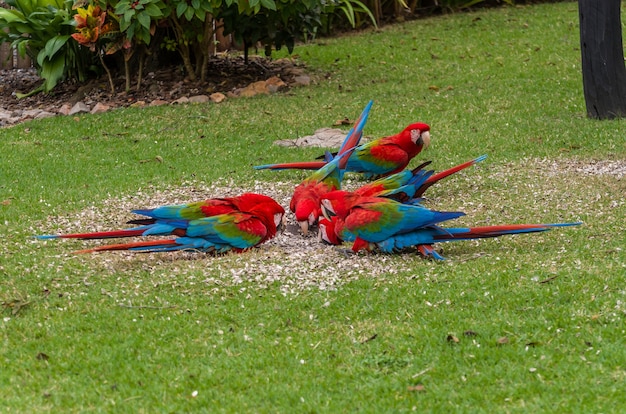 Hermoso guacamayo rojo en el humedal brasileño