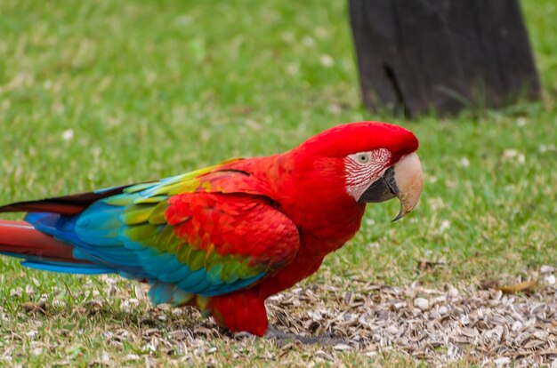 Hermoso guacamayo rojo en el humedal brasileño