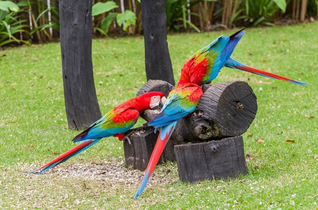 Hermoso guacamayo rojo en el humedal brasileño