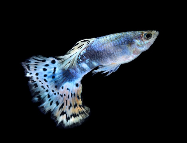 Hermoso Guppy aislado en espacio negro