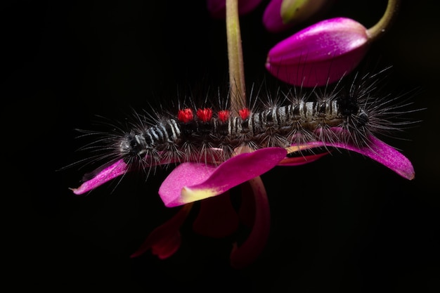 Hermoso gusano macro en la planta