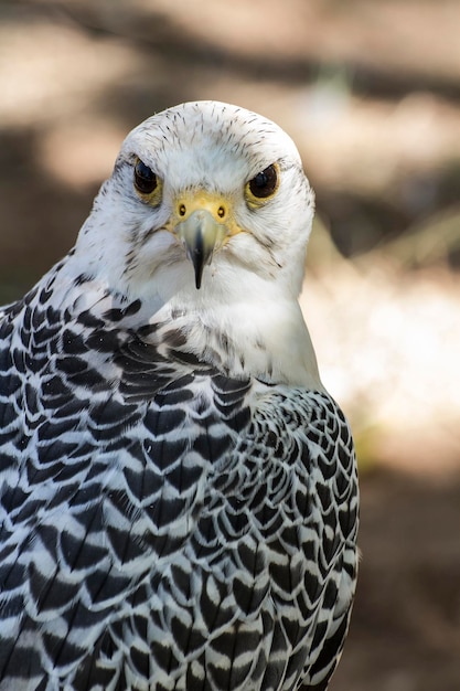 hermoso halcón blanco con plumaje negro y gris