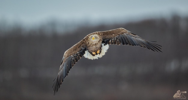 Hermoso halcón volando en el cielo