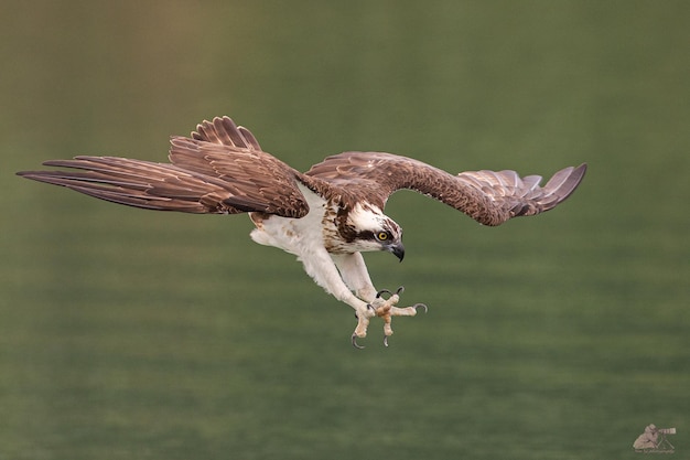 Foto hermoso halcón volando en el cielo