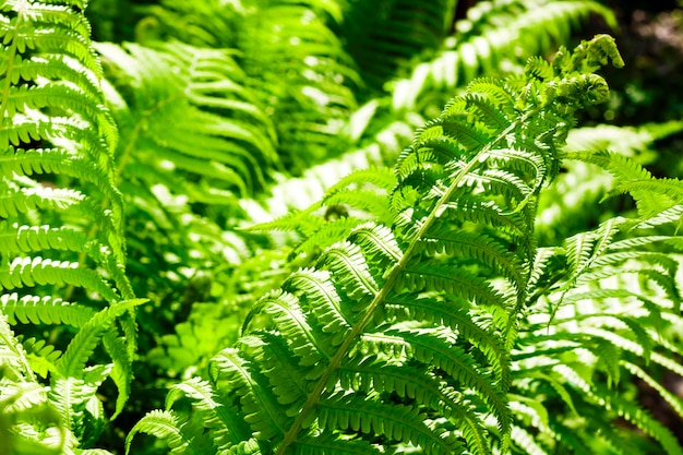 Hermoso helecho verde deja fondo natural