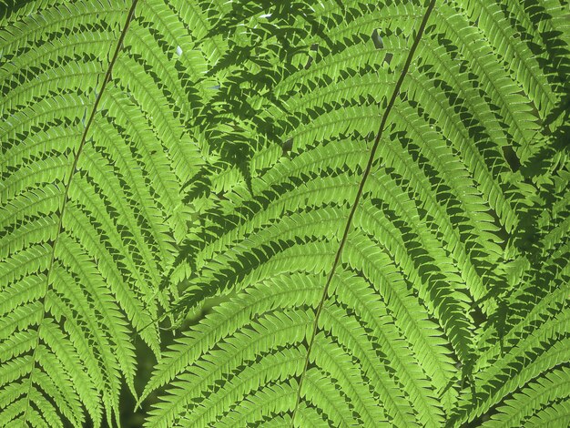 Foto hermoso helecho verde deja en la naturaleza. fondo de helecho bosque lluvioso