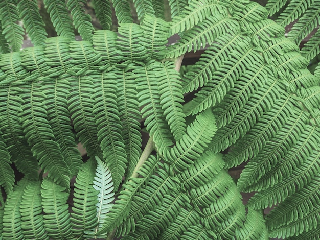 Hermoso helecho verde deja en la naturaleza. Fondo de helecho bosque lluvioso