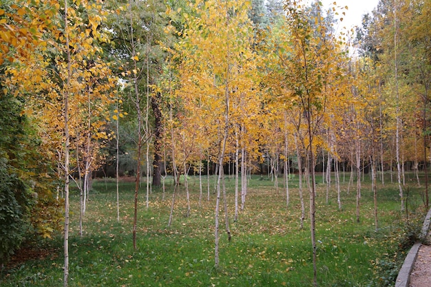 hermoso hermoso jardín de abedules de otoño