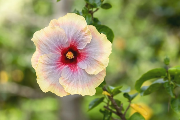 Hermoso hibisco está floreciendo