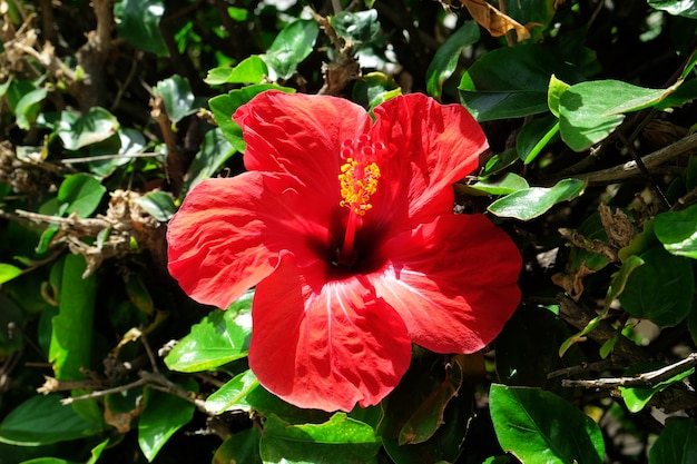 Hermoso hibisco rojo