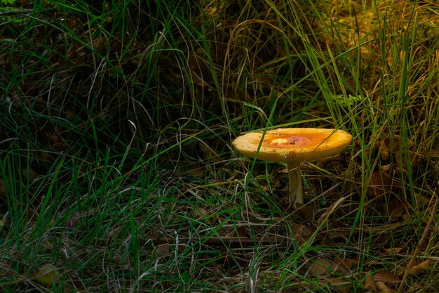 Hermoso hongo amarillo en hierba en el bosque