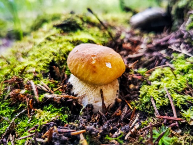 Hermoso hongo blanco crece en el bosque bajo el sol