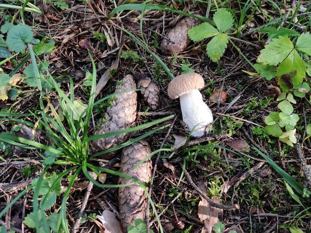 Foto un hermoso hongo boletus yace en el suelo junto a los conos