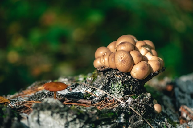 Hermoso hongo en el bosque Fotografía macro