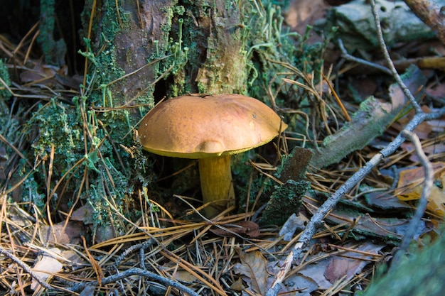 Un hermoso hongo que crece en el bosque de otoño cerca del tocón