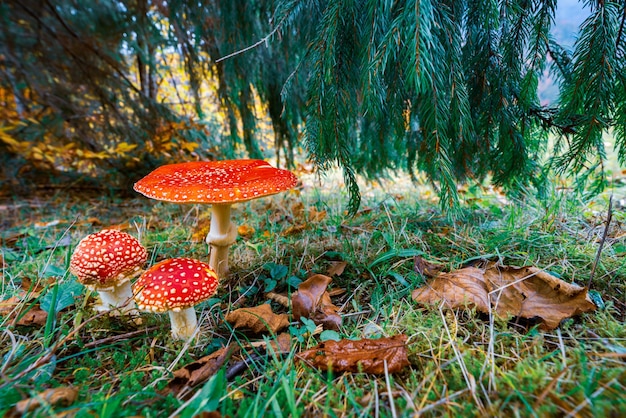 Hermoso hongo silvestre Amanita en un prado verde