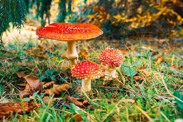 Hermoso hongo silvestre Amanita en un prado verde