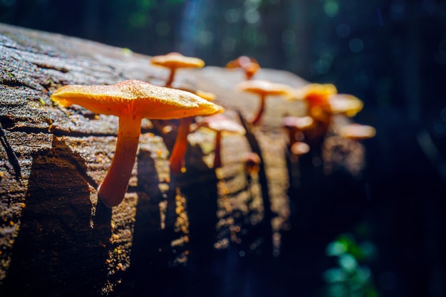 Hermoso hongo silvestre en madera en el bosque lluvioso
